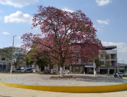 ESPETÁCULO DA NATUREZA: ipê-rosa floresceu e embelezou ainda mais a Praça Manuel de Assis!