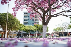 O maravilhoso ipê-rosa da Praça Manuel de Assis! Crédito da foto: Ana Marques Fotografia.
