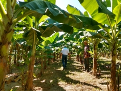 Prefeitura Municipal de Igaratinga, por meio da EMATER-MG, presta assistência técnica para família produtora de bananas