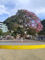 Bom dia a todas e todos! Descrição da Foto: Ipê-Rosa da Praça Manuel de Assis. Crédito da Foto: Alexandre de Faria Silva.