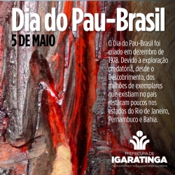 5 de maio: DIA DO PAU-BRASIL